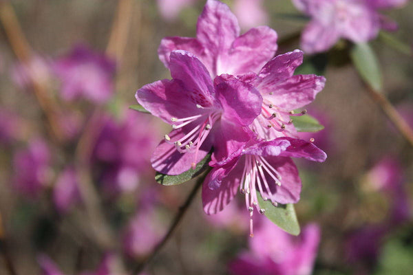 25 Rhododendron dahurica Seeds,