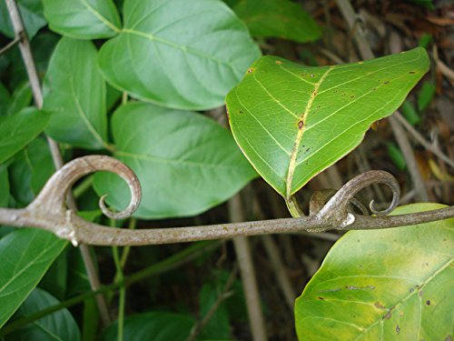 200 Uncaria rhynchophylla Seeds ,Chinese Cat's Claw Seeds.Fish hook vine Seeds