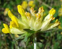 25 Anthyllis vulneraria Seeds,