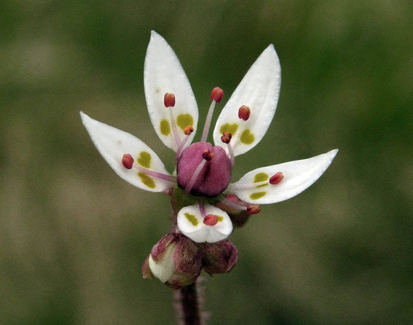 25  Saxifraga stellaris Seeds, starry saxifrage , hairy kidney wort,