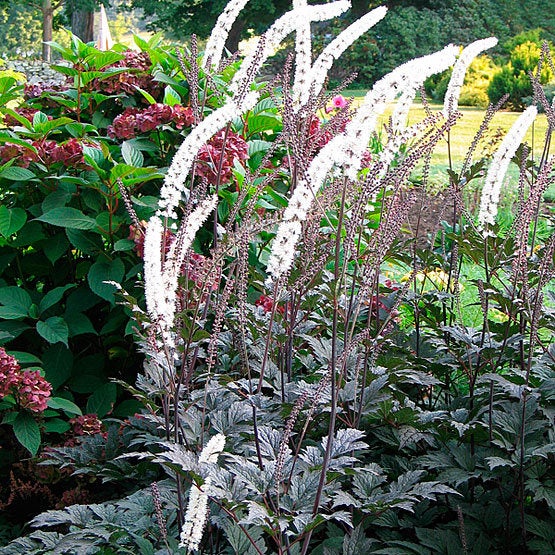 10 Actaea Rosea Seeds. Rare and hard to find seeds