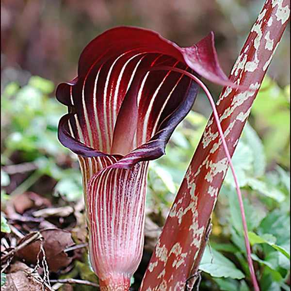 25  Arisaema speciosum , Himalayan Giant Cobra Lily Seeds, Cobra Lily Seeds