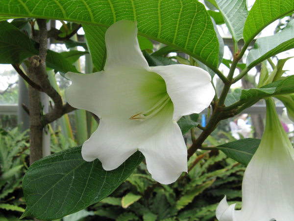 25 Beaumontia grandiflora, Easter Lily Vine, Heralds Trumpet,