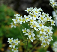 25 Seeds  Saxifraga hostiim Alpine Seeds