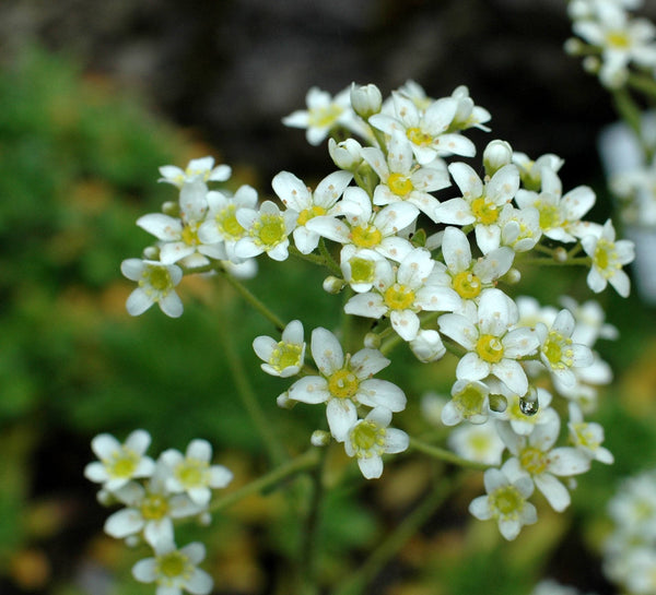 25 Seeds  Saxifraga hostiim Alpine Seeds