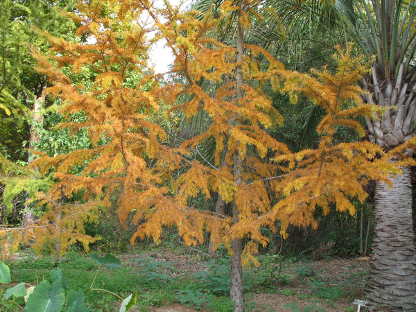 50  Seeds Pseudolarix amabilis , Golden Larch, False Larch, Golden Pine Seeds