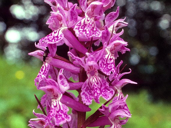 50  Dactylorhiza urvilleana Seeds. Marsh orchid or spotted orchid,