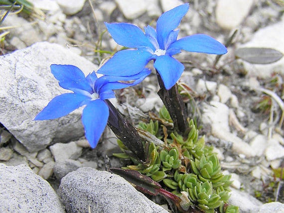 25  Gentiana terglouensis Seeds, Triglav Gentian Seeds