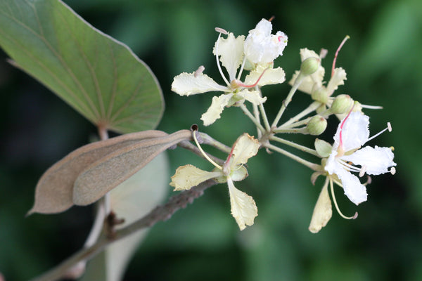 15   Bauhinia vahlii Seeds , Maloo Creeper, bauhinia climber,