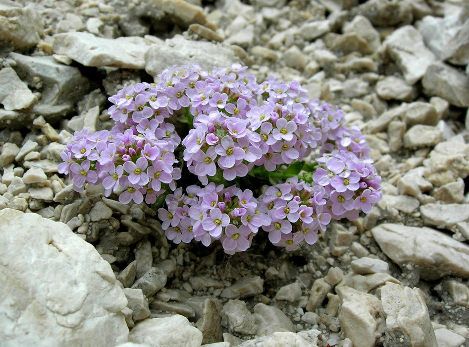 50  Seeds Thlaspi rotundifolium Seeds, Alpine pennycress Seeds