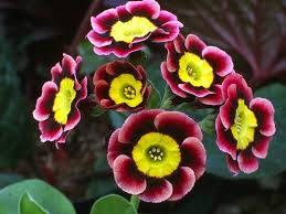 50 Primula auricula Seeds, auricula, mountain cowslip , bear's ear plant Seeds