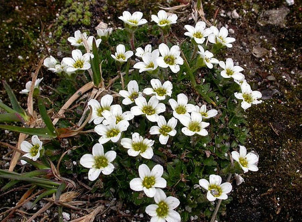 25 Saxifraga androsacea Seeds,