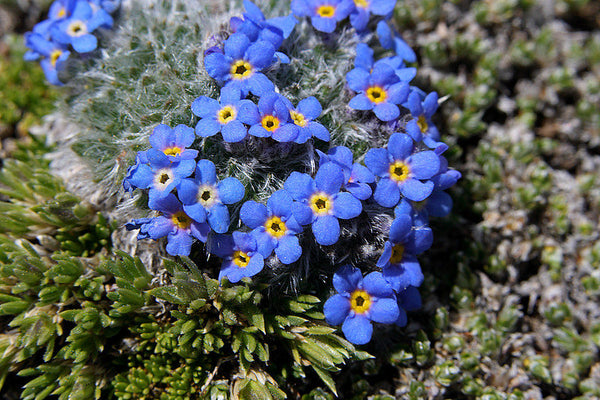 20 Myosotis alpina Seeds, Forget me Not Seeds