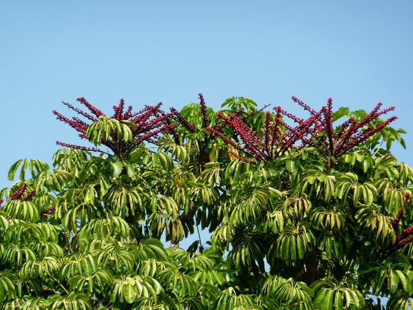 100  Schefflera actinophylla Seeds , Octopus Tree, Tupidanthus calyptratus