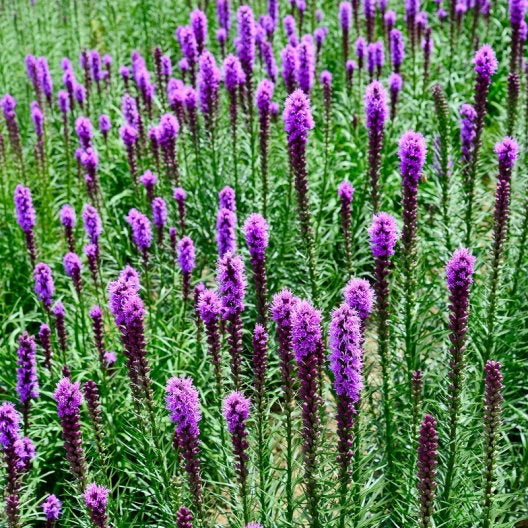 100  Liatris spicata Seeds , blazing star Seeds,