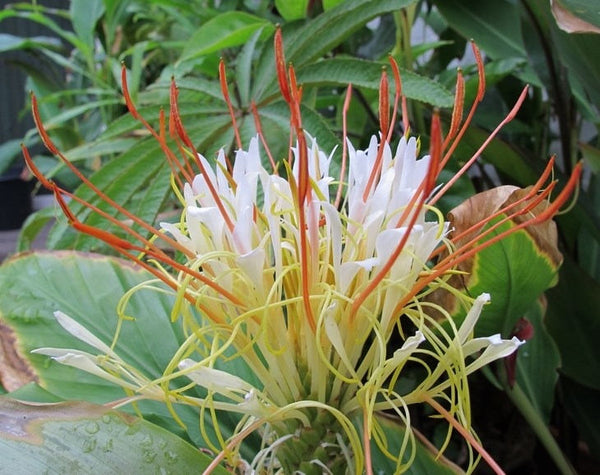 50  Hedychium ellipticum Seeds ,Rock Butterfly Lily, Shaving Brush Ginger,