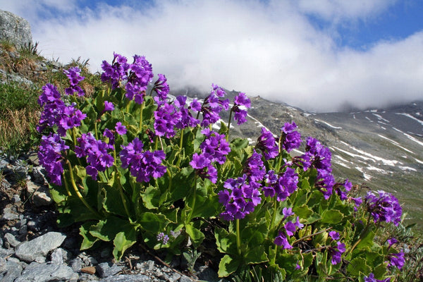 20 Seeds Primula latifolia