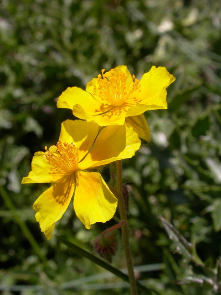 20 Seeds Helianthemum nummularium ssp grandiflorum, rock rose Seeds