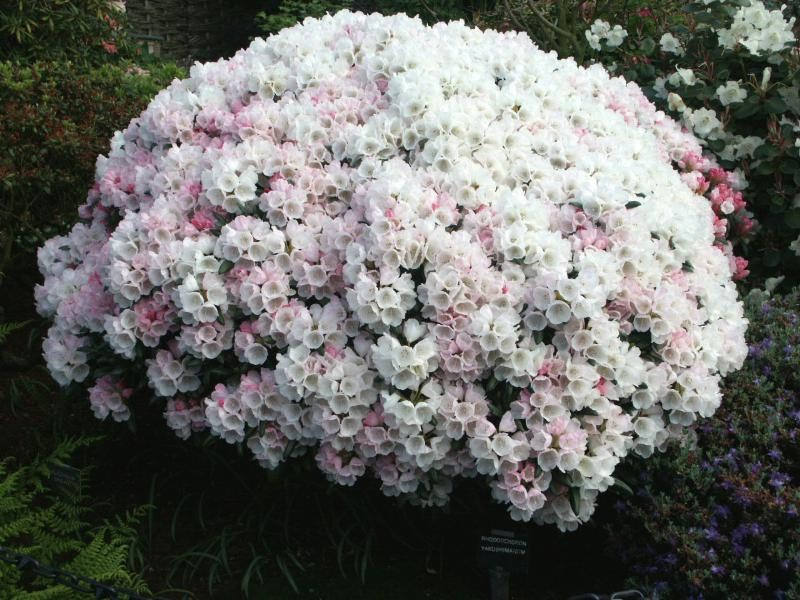 20 Rhododendron yakushimanum makiyak