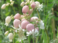 50 Silene vulgaris,Bladder Campion Seeds