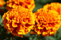 1000 Tagetes minuta Seeds, MEXICAN Mint Marigold seeds