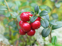 20 vaccinium macrocarpon Seeds, Cranberry Seeds