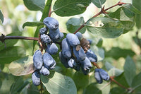 25 Lonicera altaica Seeds, weetberry honeysuckle