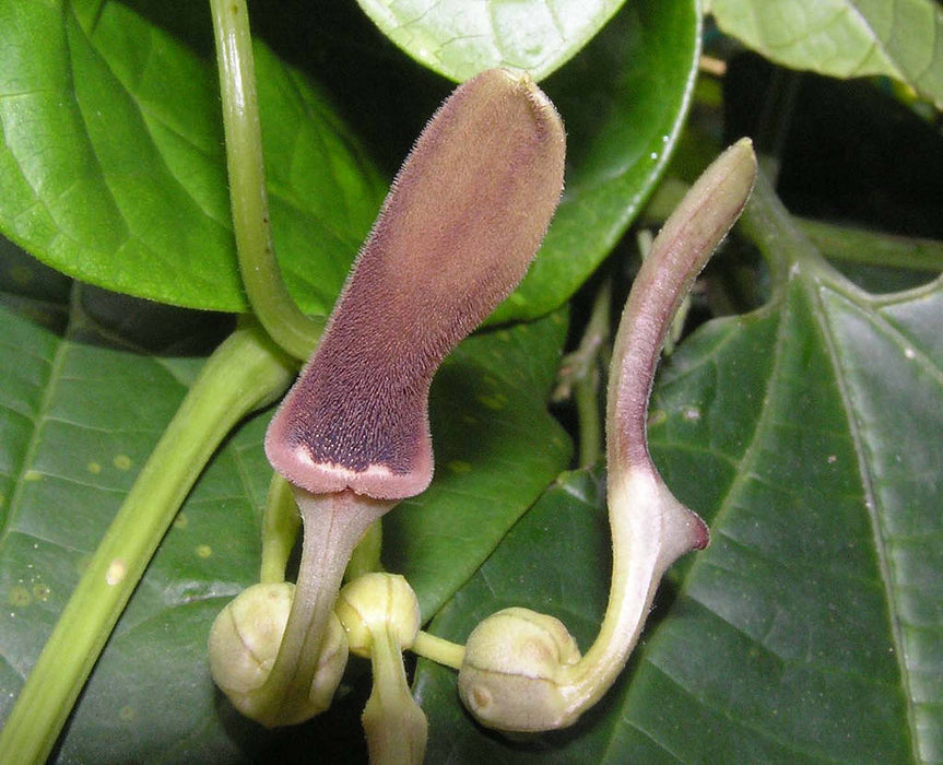 100 Seeds Aristolochia tagala, Indian Birthwort, Oval leaf Dutchmans Pipe Seeds