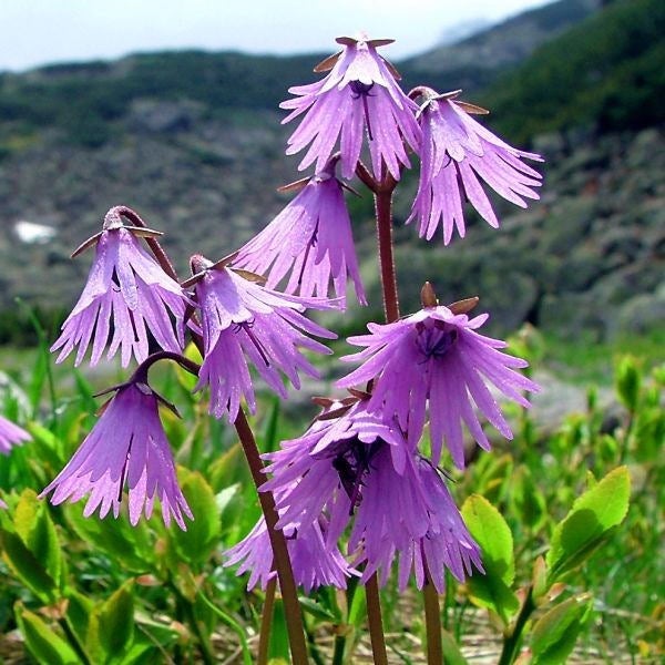 10  Soldanella carpatica x pulsatilla ,Soldanella Seeds