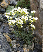 20 Saxifraga caesia Seeds