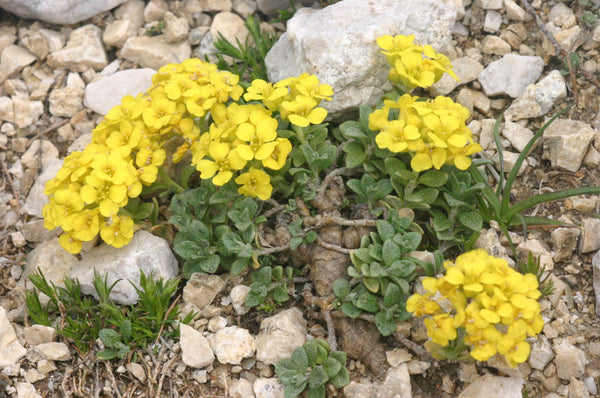 10 Seeds Alyssum ovirense