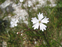 20 Silene quadrifida Seeds