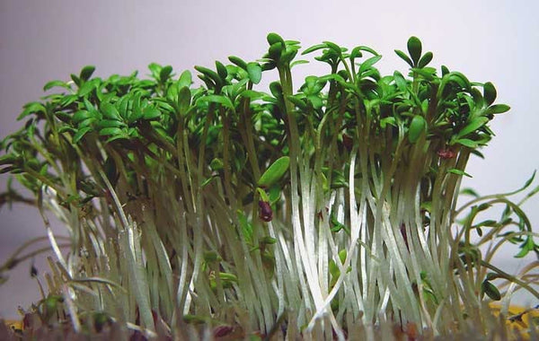 1000  Seeds Lepidium sativum Seeds,Garden Cress Seeds, For Germination