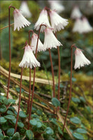 20 Soldanella minima Seeds, Variety alba