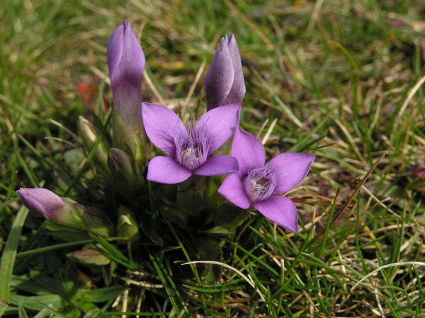 10 Seeds Gentianella campestris, Field Gentian Seeds