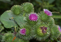 300 Seeds Arctium lappa, Greater burdock Seeds,