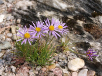 20 Erigeron elegantulus Seeds.blue dwarf fleabane, volcanic daisy Seeds