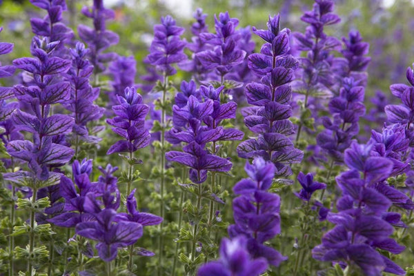 300  Salvia viridis , Painted Sage, Annual Clary Sage, Annual Clary,