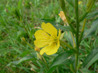 1000  Seeds Oenothera biennis, Evening Primrose, Sun Drop Flower Seeds,