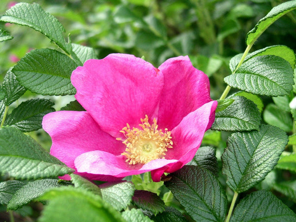 25 Rosa rugosa Seeds, Beach rose Seeds