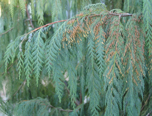 300  Seeds Cupressus cashmeriana, Kashmir Cypress Seeds