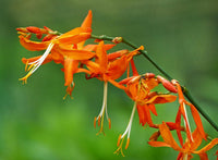 10 Crocosmia aurea Seeds , Falling Stars, Valentine Flower, Montbretia,