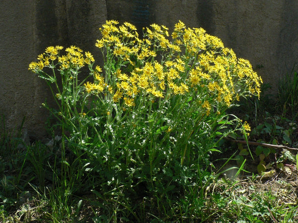 25 Senecio vernalis Seeds, eastern groundsel Seeds