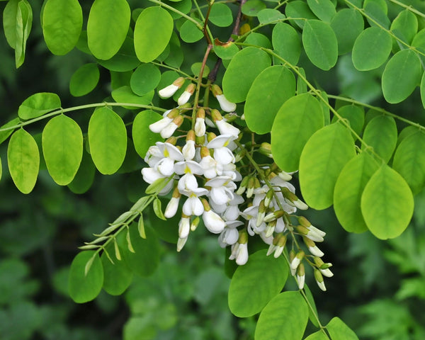 500  Seeds Robinia pseudoacacia Seeds, black locust Tree Seeds,