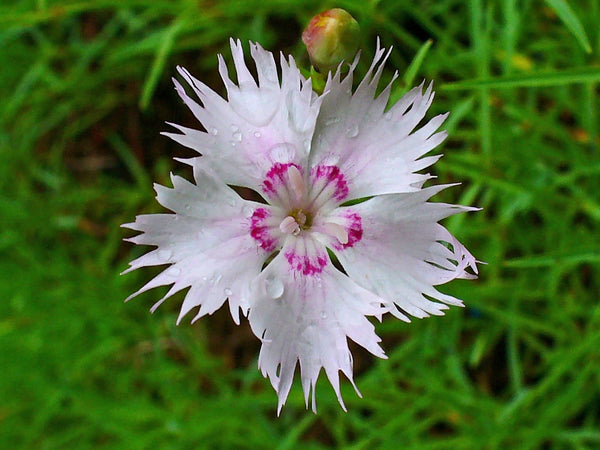 10 Seeds Dianthus monspessulanus subsp. waldsteinii