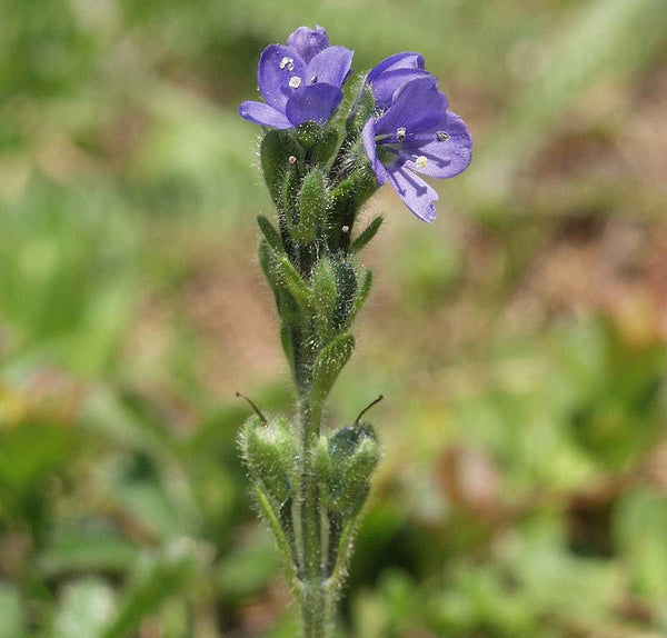 15 Veronica bellidioides Seeds