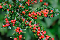 10 Seeds cotoneaster horizontalis Seeds, ROCK COTONEASTER Shrub Seeds!