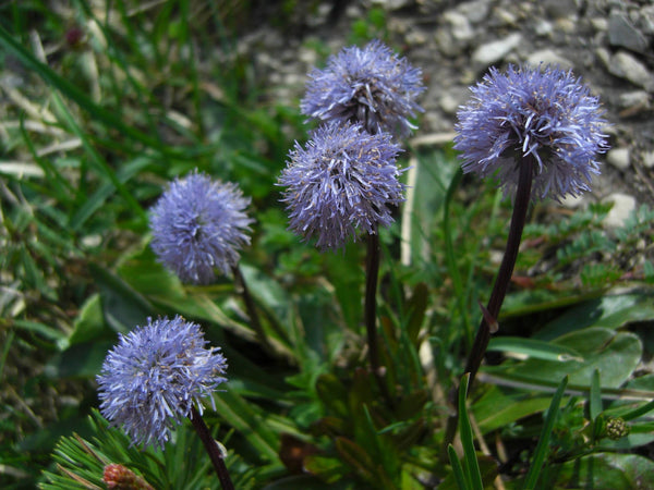 25 Seeds Globularia cordifolia Seeds, heart-leaved globe daisy