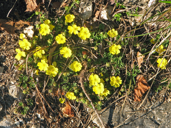 10 Potentilla pusilla Seeds, Alpine Plant Seeds