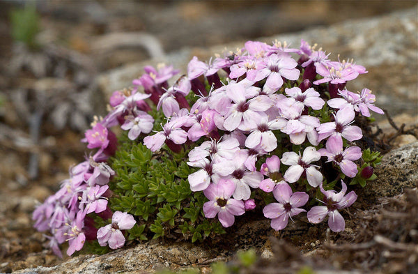 20 Silene acaulis Seeds, moss campion or cushion pink